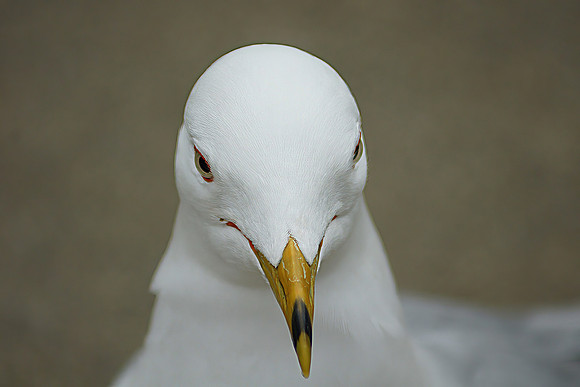 gull014