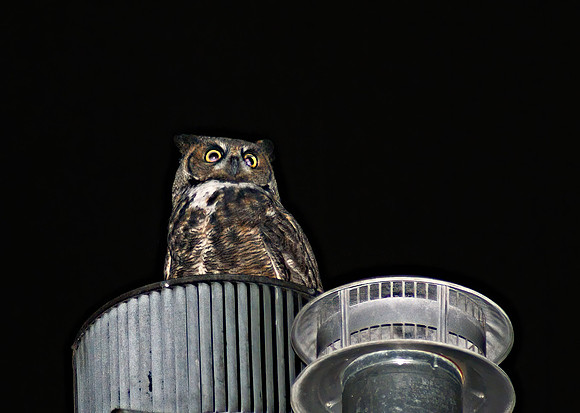 owl005