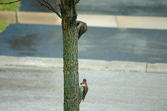 woodpecker040