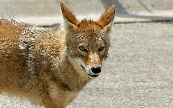 Nature and Animal Photos