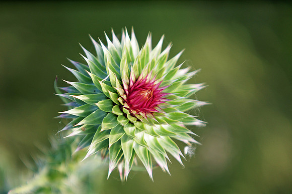 Nature and Animal Photos
