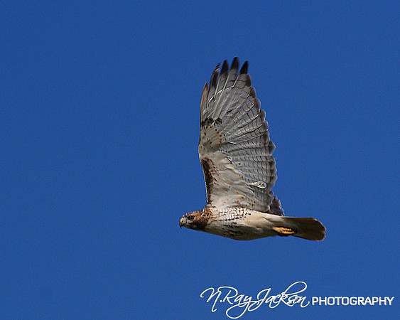 Birds of Prey, Birds, Hawks, Eagles