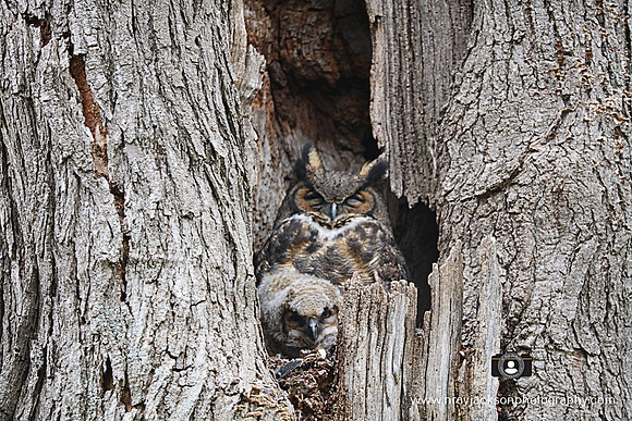 Birds of Prey, Birds, Hawks, Eagles