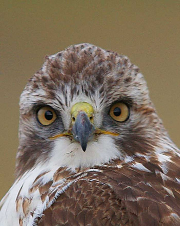 Birds of Prey, Birds, Hawks, Eagles