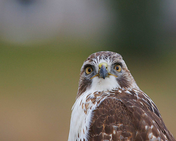 Birds of Prey, Birds, Hawks, Eagles