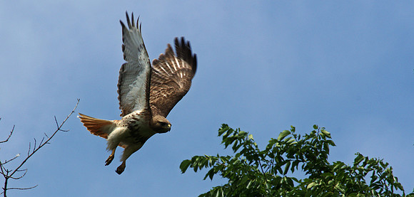 Birds of Prey, Birds, Hawks, Eagles