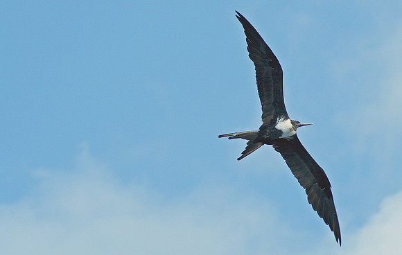Birds of Prey, Birds, Hawks, Eagles