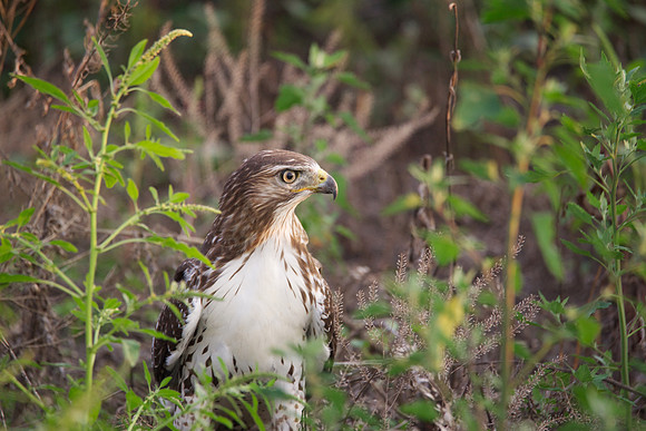 Birds of Prey, Birds, Hawks, Eagles