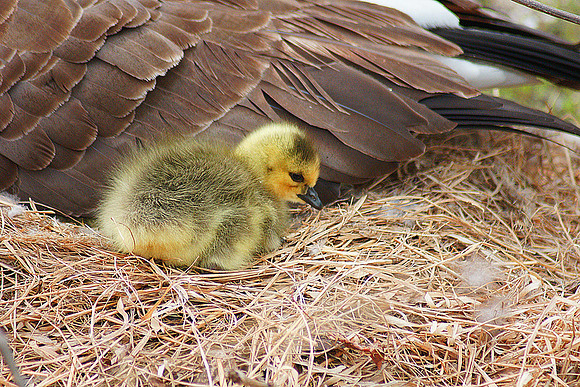 Birds of Prey, Birds, Hawks, Eagles