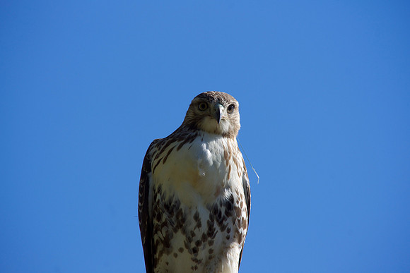 Birds of Prey, Birds, Hawks, Eagles