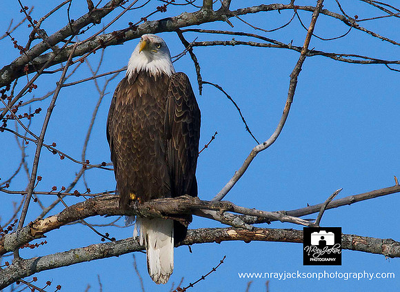 Birds of Prey, Birds, Hawks, Eagles