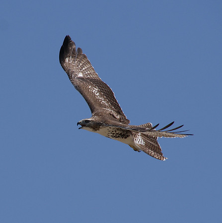 Birds of Prey, Birds, Hawks, Eagles