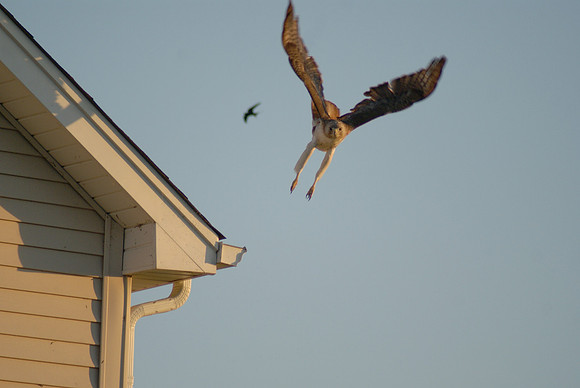Birds of Prey, Birds, Hawks, Eagles