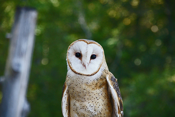 Birds of Prey, Birds, Hawks, Eagles