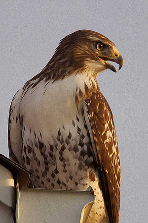 Birds of Prey, Birds, Hawks, Eagles