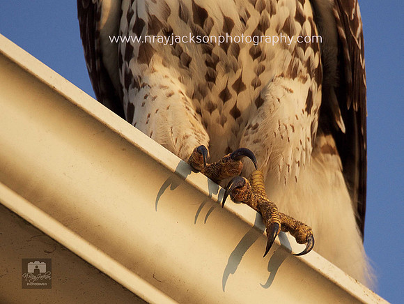 Birds of Prey, Birds, Hawks, Eagles