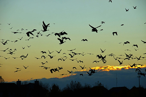 Birds of Prey, Birds, Hawks, Eagles