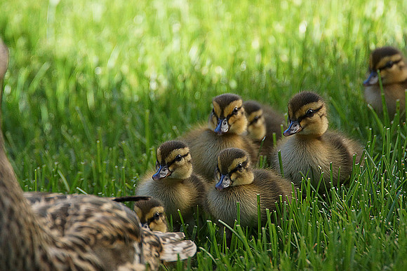 Birds of Prey, Birds, Hawks, Eagles