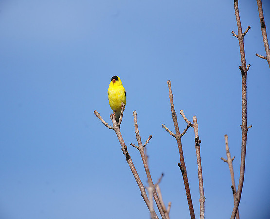 Finch DSC00483