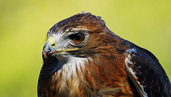 Nature and Animal Photos
