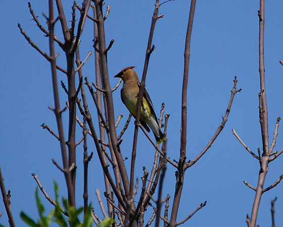 Finch DSC08982